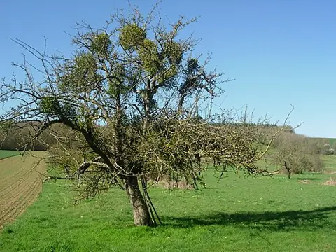 Vue de Estissac